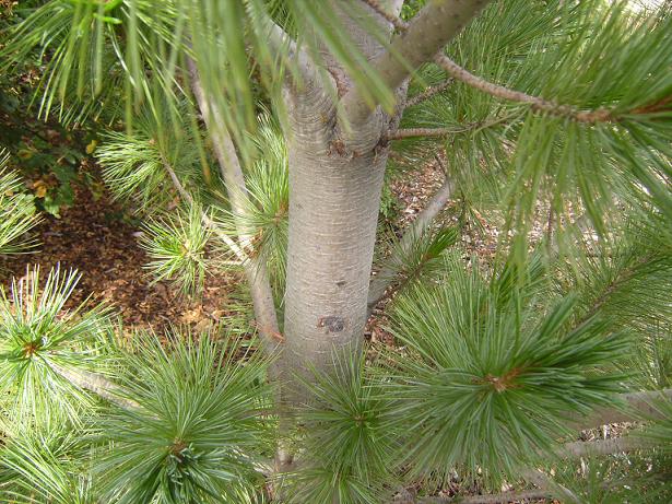 Limber Pine Trunk